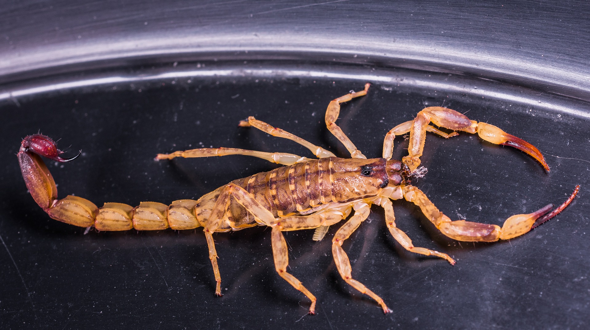 Brazylia: inwazja skorpionów