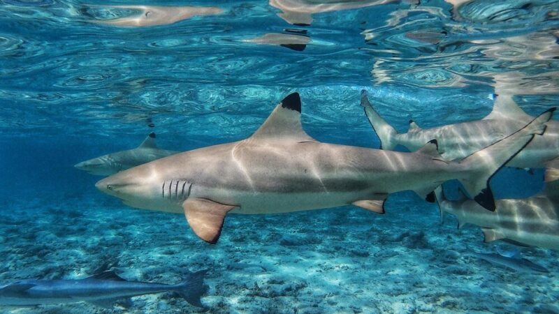 Czy w Morzu Egejskim są rekiny – fakty i mity