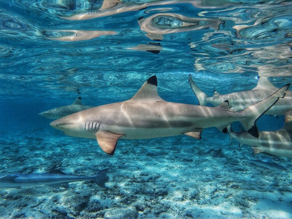 Czy w Morzu Egejskim są rekiny – fakty i mity